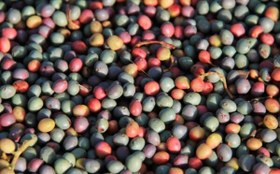 تصویر بنه پسته کوهی (100گرمی ) 