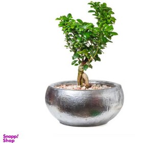 تصویر گل طبیعی بنسای جی سیک سایز متوسط کد GP001 