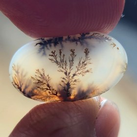 تصویر شجر قائن زیبا خاص 