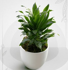 تصویر کامپکت کد 1069 