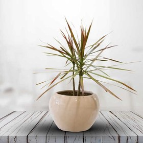 تصویر گل دراسنا 