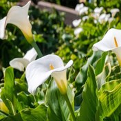 تصویر بذر گل شیپوری سفید 5 عددی 