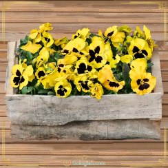 تصویر نشاء بنفشه ایرانی 