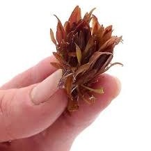 تصویر گیاه وارداتی آکواریوم Cryptocoryne Wendtii Sindoor 