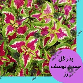 تصویر بذر گیاه آپارتمانی حسن یوسف رقم رز 