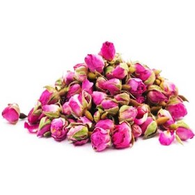 تصویر غنچه گل محمدی 