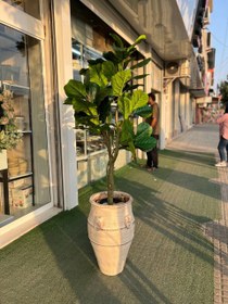 تصویر درختچه لیراتا 