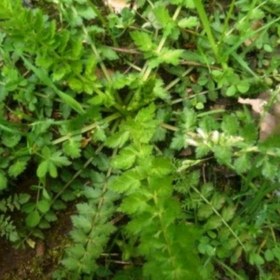 تصویر سبزی اناریجه جنگلی خرد شده(1000گرمی) 