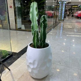 تصویر درختچه کاکتوس مصنوعی 