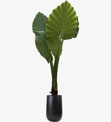 تصویر گیاه بابا آدم جاینت ۱۷۰ سانتی برگ پهن 