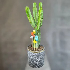 تصویر گیاه افوربیا آپارتمانی 