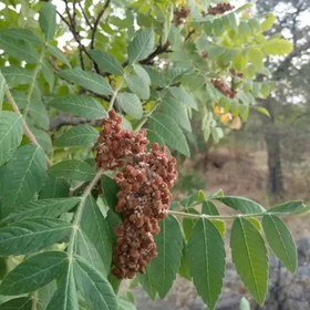 تصویر سماق قهوه ای تویسرکان (خشک) 