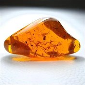 تصویر کهربا حشره دار طبیعی بالتیک کلکسیونی 