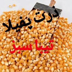 تصویر ذرت تیبا سبز گل درشت 