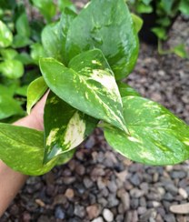 تصویر پتوس ابلق نشایی گلدون ۸ 