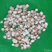 تصویر صدف تزیینی 