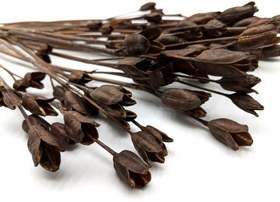 تصویر گل خشک زنبق 