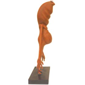 تصویر اکشن فیگور مارکوس و رابرت سایز ۵ سانتی‌متر 