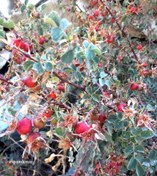 تصویر گیاه دارویی نسترن Rosa canina 