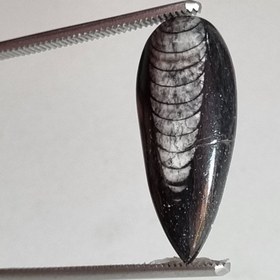 تصویر فسیل ارتوسراز 