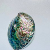 تصویر صدف آبالون 