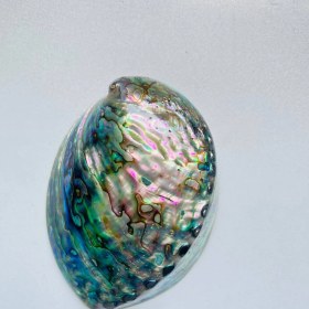 تصویر صدف آبالون 