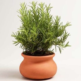 تصویر بذر رزماری 