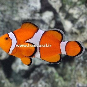 تصویر دلقک ماهی اسلاریس ا Ocellaris Clownfish Ocellaris Clownfish