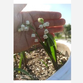 تصویر ریشه گل موگه Lily of the valley
