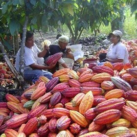 تصویر دانه کاکائو خام (100 گرم) بدون حرارت 