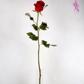 تصویر گل رز سرخ ( تک شاخه ) 