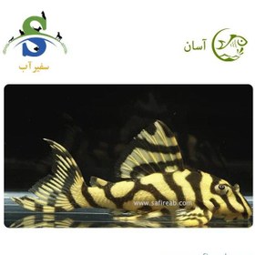 تصویر ماهی پلکو گلد فراگ L134 