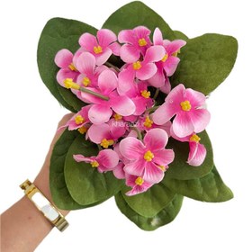 تصویر گل پامچال 