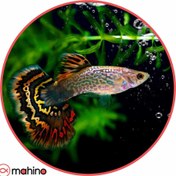 تصویر ماهی گوپی سون کالر جفتی 