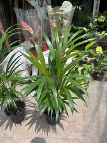 تصویر نخل اریکا سطل ۳ 