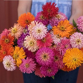 تصویر بذر گل آهار کاکتوس 20 عددی 