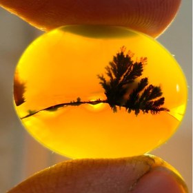 تصویر شجر قائنات 