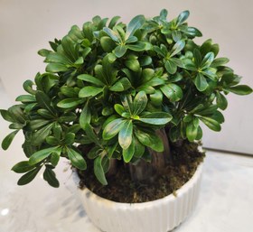 تصویر گلدون بنسای میخک هندی Mihkak hendi