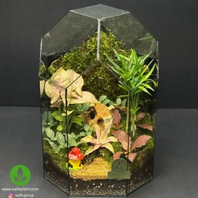 تصویر تراریوم طرح مینی دل آرا 