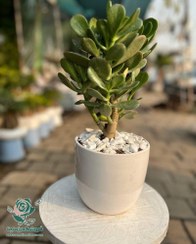 تصویر کراسولا آواتا(یشم) با گلدان رومیزی 