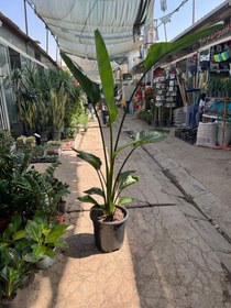 تصویر نخل نیکولای دو متری 