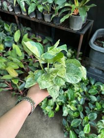 تصویر پتوس منجولا نشایی 