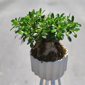 تصویر بونسای میخک هندی 