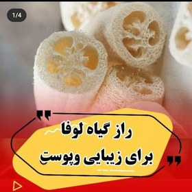 تصویر لیف گیاهی لوفا تهیه شده از گیاه لوفا 