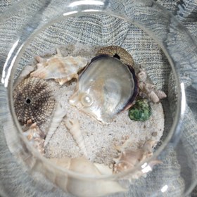 تصویر تراریوم صدفی 