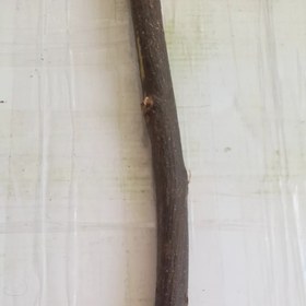 تصویر چوب بلوط 2500 گرمی 