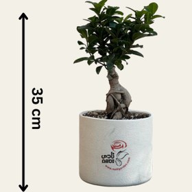 تصویر بونسای فیکوس جنسینگ 