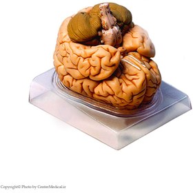 تصویر مولاژ مغز انسان با اندازه طبیعی(2قسمتی) 