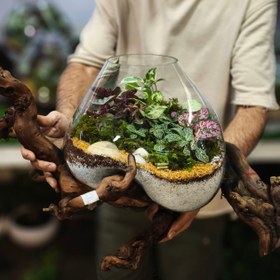 تصویر تراریوم دفرمه با زیره چوبی 