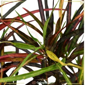 تصویر کروتون رشته ای 